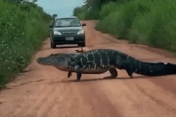 Jacaré de 4m no meio da estrada surpreende motorista no Tocantins