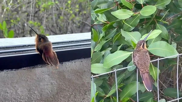 Fotos coloridas de beija-flor filhote e adulto