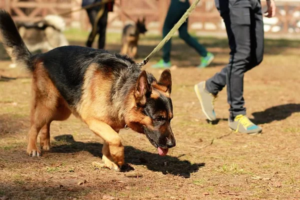 Cartel colombiano oferece recompensa a quem matar cão farejador