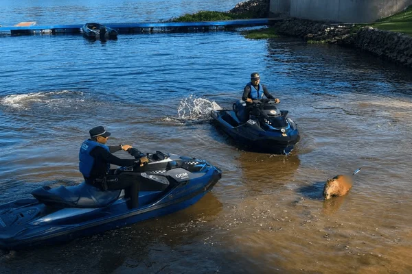 Capivara é atingida por flecha e morre após ser resgatada em represa - destaque galeria