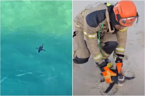Imagem colorida, Vídeo: pinguins são flagrados em praias do Rio; um deles é resgatado - Metrópoles