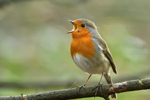 Foto colorida de pássaro cantando - O canto dos pássaros relaxa? Entenda o que acontece no cérebro - Metrópoles