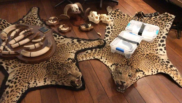 PF desmonta rede de tráfico de animais, apreende cobras e tapetes de onça