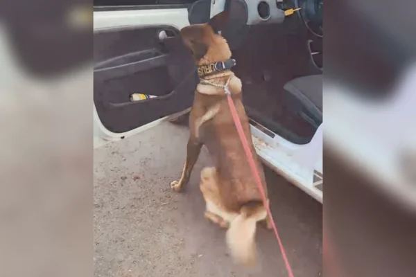 Vídeo: traficante esconde cocaína em carro, mas é “denunciado” por cachorro