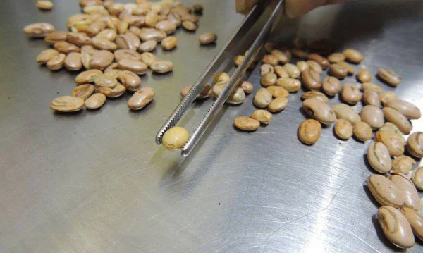 Agricultura apreende arroz, feijão, café e azeite com irregularidades