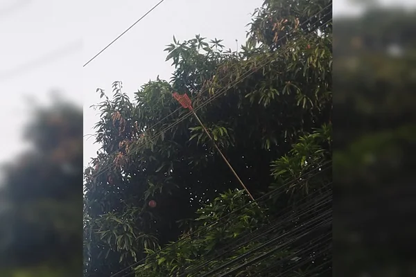 Homem morre eletrocutado enquanto colhia mangas no DF