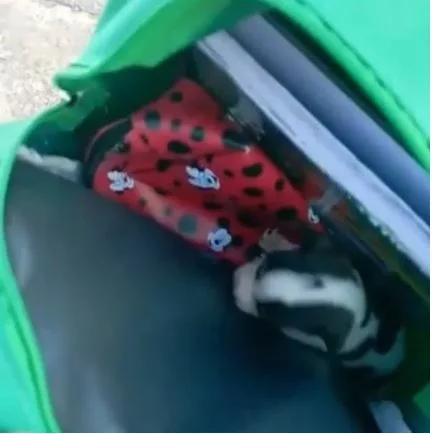 Vídeo: menina esconde cachorro em bolsa para levá-lo à escola dela