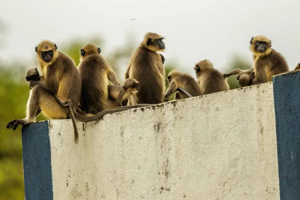 Macacos na índia