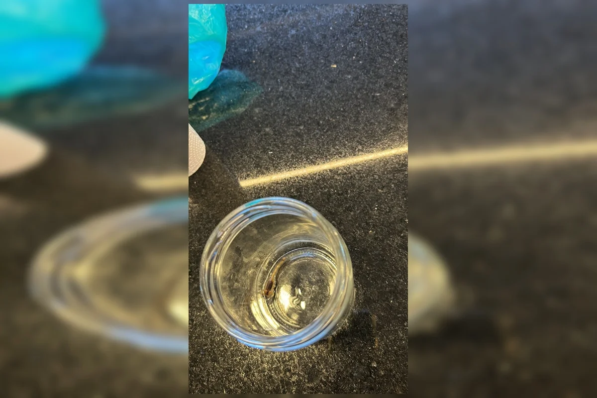 Um escorpião foi encontrado preso à tela de proteção instalada no ar-condicionado da residência Um escorpião foi encontrado preso à tela de proteção instalada no ar-condicionado da residência