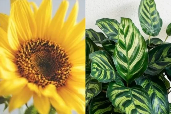 É “pai de planta”? Saiba quais espécies prometem ser tendência em 2021