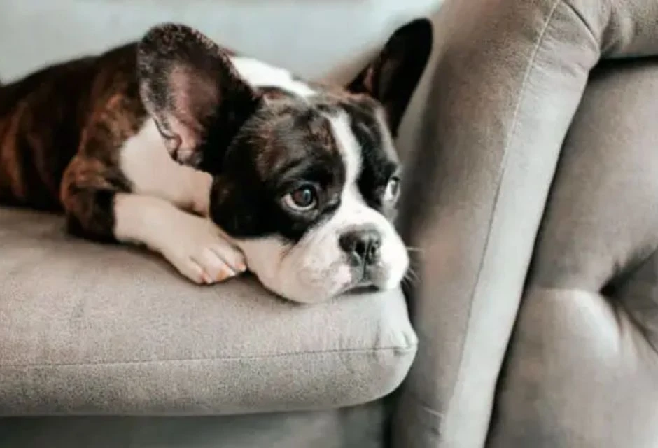 10 atitudes que podem dilacerar os cachorros emocionalmente