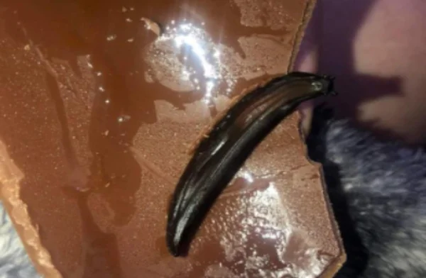 Lesma escura morta dentro de ovo de páscoa de chocolate preto que menino encontrou na Inglaterra - Metrópoles
