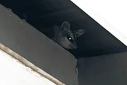 Outros animais já tinham sido encontrados no forro da unidade Outros animais já tinham sido encontrados no forro da unidade