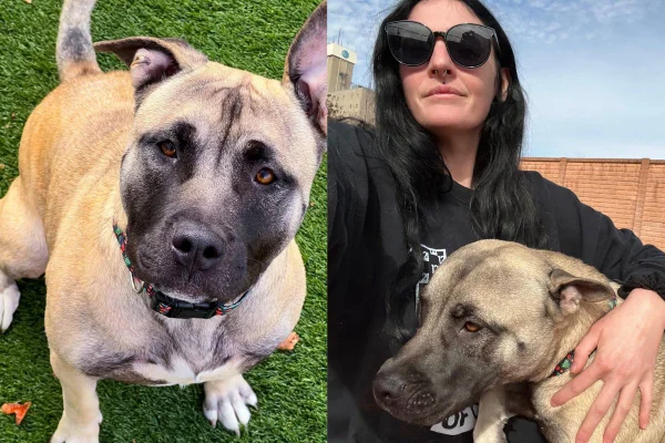 Montagem de duas imagens coloridas de mulher com cadela, e cadela sozinha