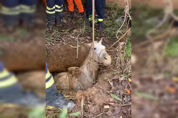 Imagem colorida de resgate de cavalo que caiu em buraco no DF