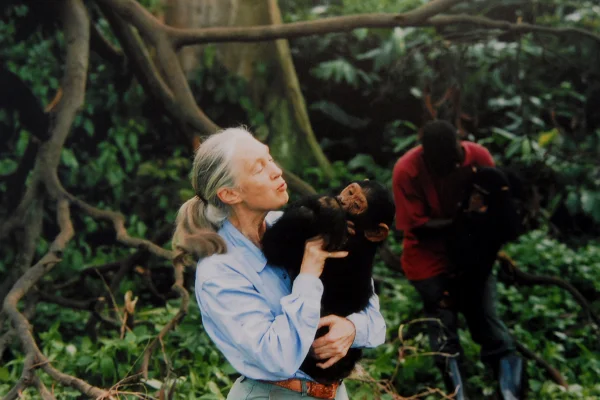Fotografia mostra a primatologista Jane Goodall com um macaquinho em mãos. Eles estão em uma floresta - Metrópoles