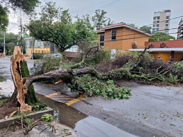 Imagem mostra árvore derrubada durante a chuva - Metrópoles