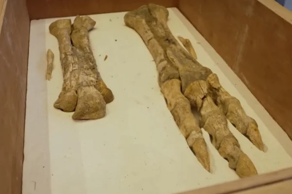Foto colorida de fósseis de dinossauros que a França devolverá à Mongólia