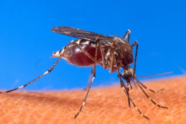 Mosquito - Metrópoles