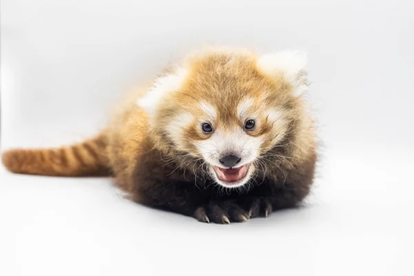 Imagem colorida de panda-vermelho filhote - Metrópoles