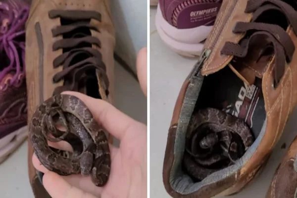 Imagem colorida, cobra dormindo em sapato - Metrópoles