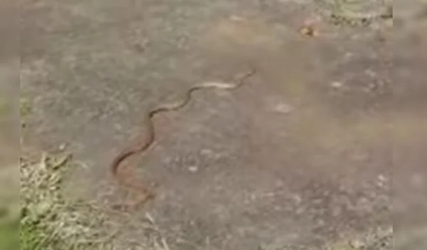 Cobra é filmada na Asa Norte, no DF