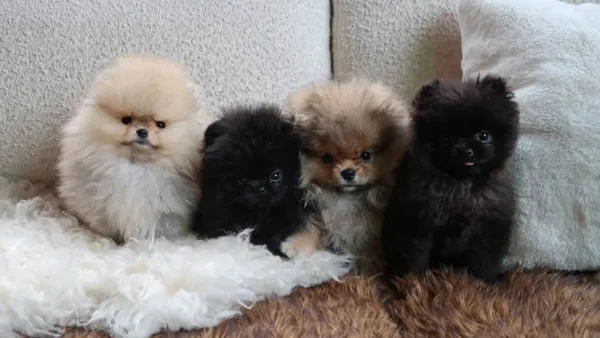 cachorros de kim