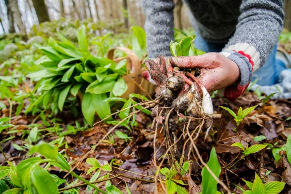 Uma mulher forrageando na floresta em busca de alho-poró selvagem, também chamado de alho-poró-ramo ou cebola-brava. Allium tricoccum planta