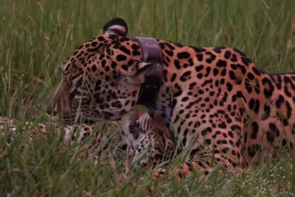 onça pintada pantanal mato grosso do sul - Metrópoles