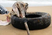 Dead fish found in South Carolina with a tire stuck in its beak Dead fish found in South Carolina with a tire stuck in its beak