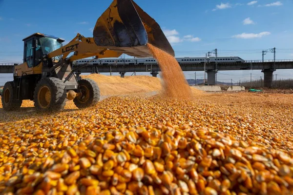 Por que o Brasil voltará a ser líder mundial na exportação de milho