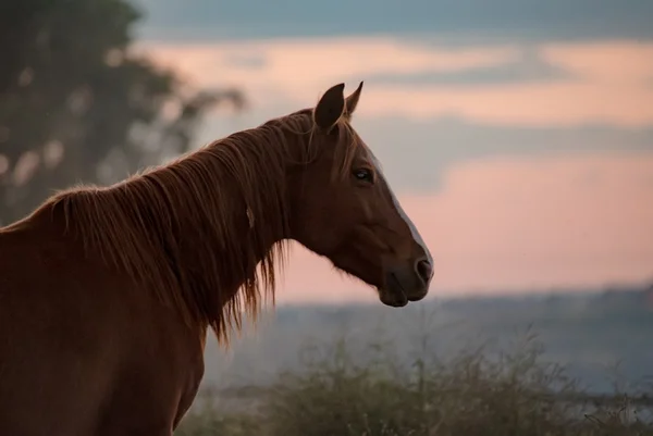 Casal desaparecido durante passeio a cavalo é encontrado em cova rasa