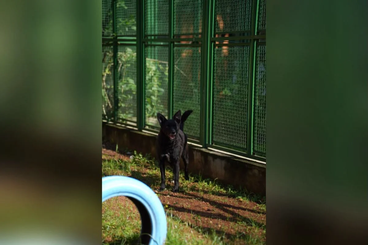 “Impostor Alemão” e mais: Prefeitura de SP terá feira de adoção de animais - imagem 1 “Impostor Alemão” e mais: Prefeitura de SP terá feira de adoção de animais - imagem 1