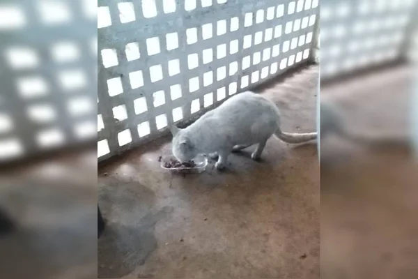 Gato branco comendo ração