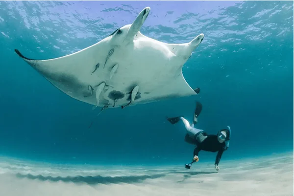 Foto colorida de nova espécie de raia-manta. Nova espécie de raia descoberta recebe nome em homenagem à sereia Iara