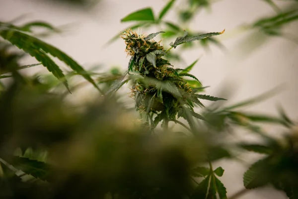 Planta da maconha cannabis - Metrópoles