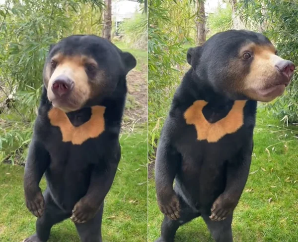 Imagem colorida de um urso-do-sol - Metrópoles
