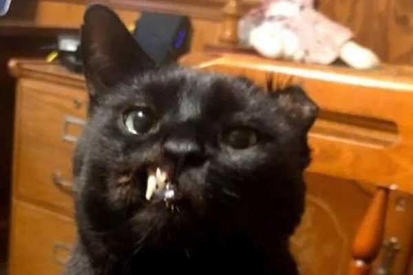 Gatinho deformado