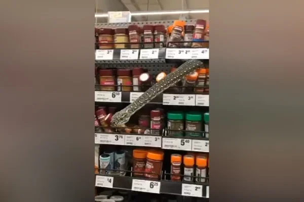 Cobra surge na prateleira de supermercado na Austrália. Veja vídeo