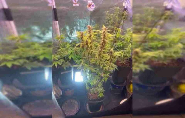 Maconha em estufa