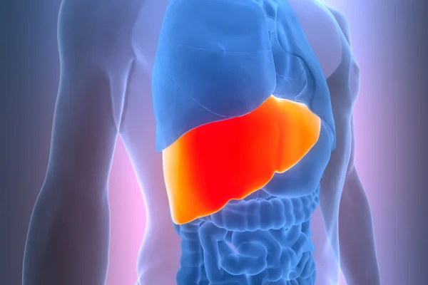 Ilustração colorida do corpo humano com ênfase no fígado. Órgão está em vermelho. -Metrópoles.