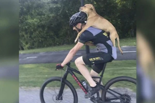 Ciclista encontra cão atropelado e o leva nas costas