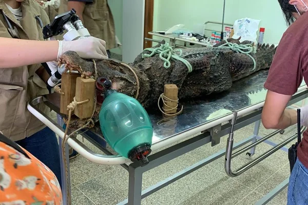 Jacaré resgatado no Lago Paranoá passa por cirurgia no Zoológico
