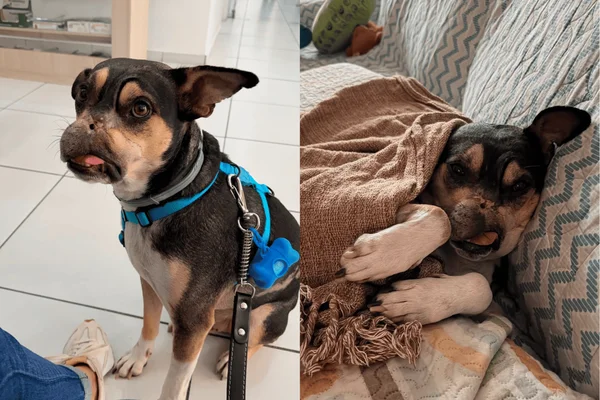 Coragem, o cachorro que foi abandonado, resgatado e salvo
