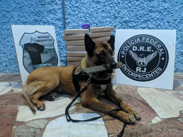 Patrulha canina: cães Apollo e Black da PF encontram 60 kg de cocaína