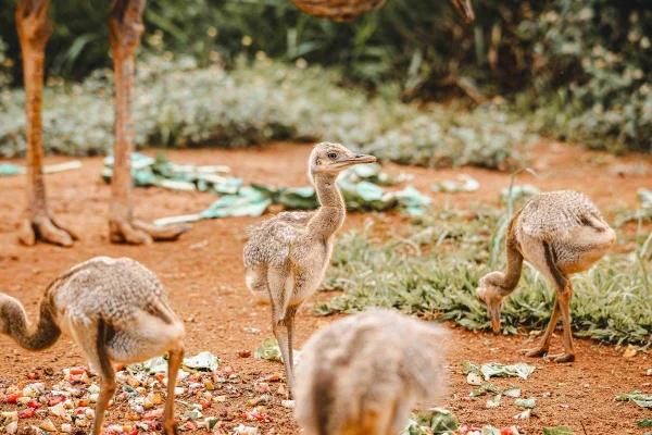 O Zoológico de Brasília anunciou o nascimento de sete filhotes de ema no último dia 4 de outubro, coincidindo com o Dia dos Animais. Os novos integrantes da fauna local já estão disponíveis para visitação e sob observação constante da equipe de manejo, que monitora cada passo dos filhotes.