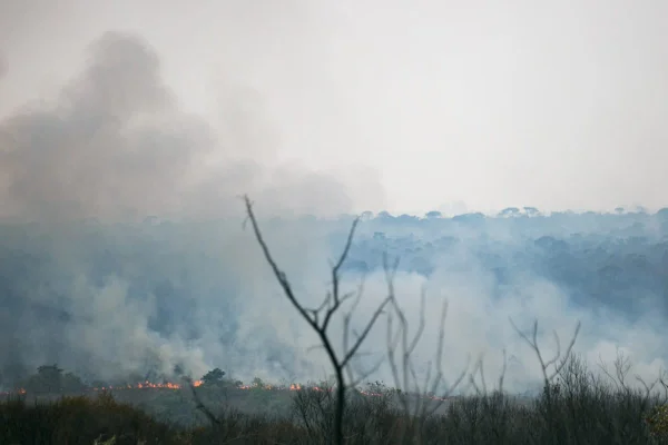 Cerrado está mais quente e seco com desmatamento, diz estudo da UnB
