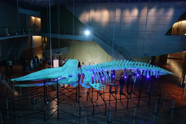 RJ: Cidade das Artes recebe exposição com ossada de baleia-cachalote
