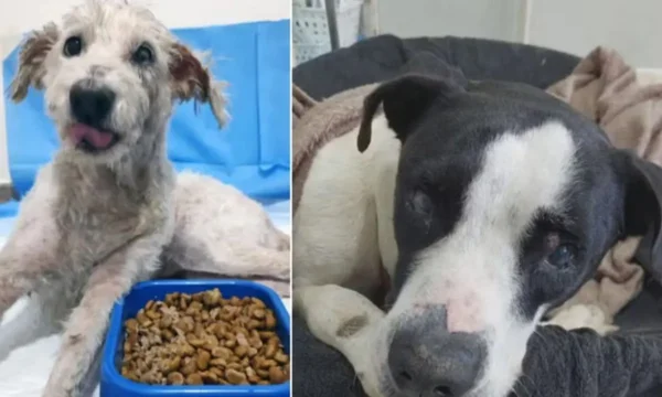 Imagem colorida, dois cachorros resgatados após a tentativa de serem mortos suspeitos.
