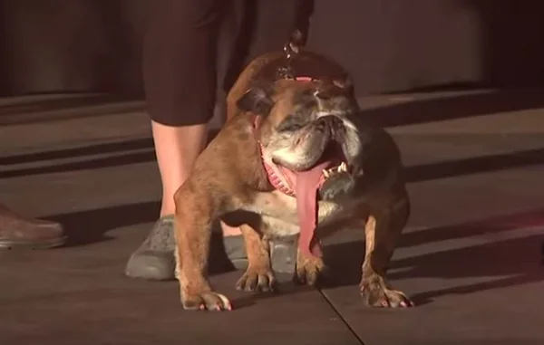 Morre Zsa Zsa, o cachorro mais feio do mundo, aos 9 anos
